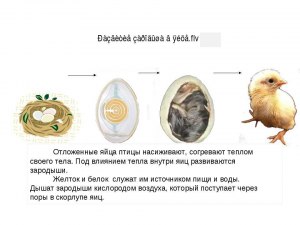 Как происходит формирование пар у скворцов для рождения и вывода птенцов?