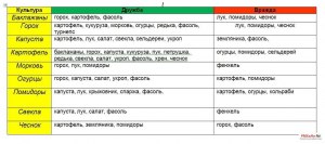 Можно ли сажать помидоры после огурцов?