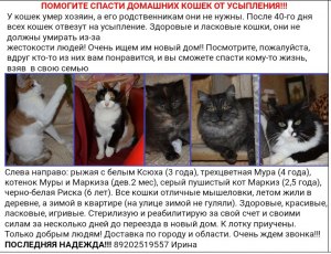 Как объяснить старой кошке, за что ее хотят усыпить?