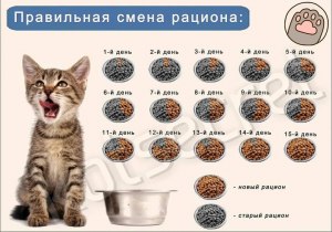 Чем кормить кошку, чтобы она долго жила?