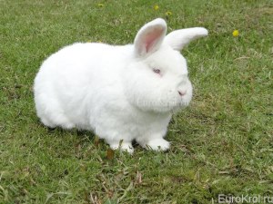 Что за кролики нзб?