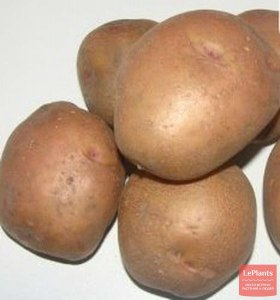 Какие отзывы о сорте картофеля Зарево?