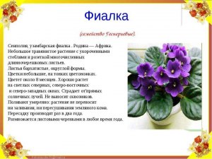 Как чаще фиалки уходят в спорт-только лишь из семян или из листьев тоже?