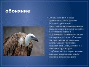 Чувствуют ли птицы запахи?