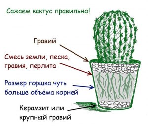 Какая почва подойдет для благоприятного роста мини-кактуса?