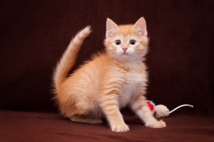 Как оригинально назвать рыжего кота (кошку)?