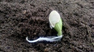 Прорастут ли всплывшие семечки тыквы?