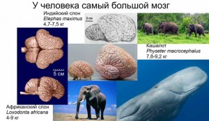 Бывают животные без мозга? Какие животные?