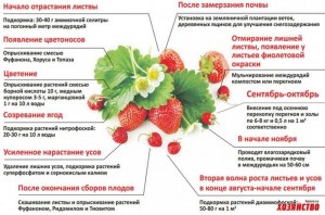 Как часто поливать клубнику, когда она цветет и появляются первые ягодки?