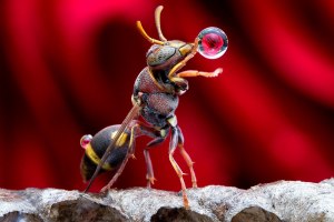 Зачем осы надувают пузыри?