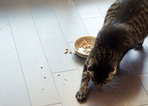 Почему кот переворачивает миску с кормом, после того как поест?