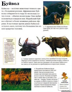 Чем азиатский буйвол отличается от африканского?