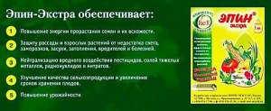 Как применять эпин для подмерзшей рассады? Сколько нужно на теплицу?