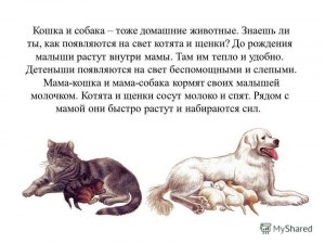 Может ли кот быть другом, как собака?