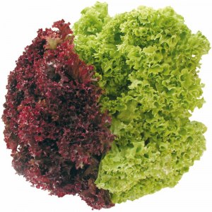 Что такое лолло-россо?