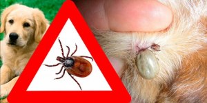 Почему от укуса клещей в основном погибают привитые породистые собаки?