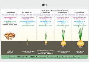 Что раньше всходит - лук или чеснок, если посадить одновременно?