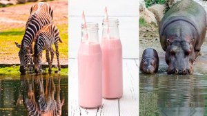 . Какое животное известно своим розовым молоком?