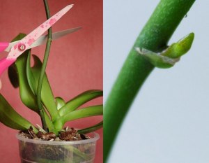На домашней орхидее после цветения стрелку удалять?
