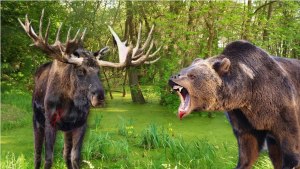 Может ли лось справиться с медведем?