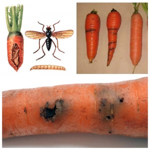 Что это за дырки на моркови,если не от морковной мухи?Можно ли её есть?