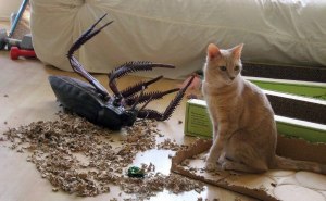 Почему кошка ловит и съедает таракана?