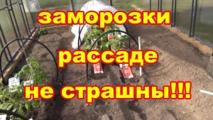 Как уберечь сад и огород от сильных заморозков в мае?