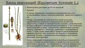 Что за растение хвощ зимующий, в чём его уникальность, что известно?