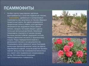 Какие растения относятся к псаммофитам?
