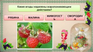 Какие ягоды наделены жаропонижающим действием?