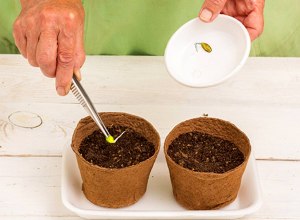 Как лучше сажать цветы, проращивать или сразу в землю семена бросать?
