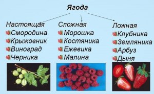 Как определить ягоды по описанию (см.)?