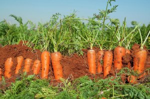 Как убирают морковь в полях? Чем?