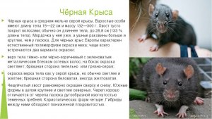 Откуда, с какой территории произошли серые крысы?