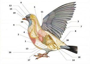 У птиц мазолистый язык почему?