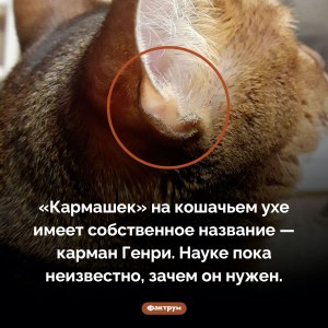 Зачем нужен карман Генри на ушах у домашних кошек, какие у него функции?