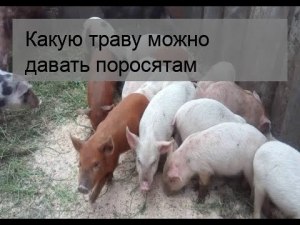 Можно ли поросятам давать чистотел или нет, почему?