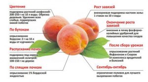 Два раза сажал персик-сохнет, вишня и абрикос растут прекрасно,что делать?