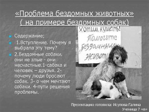 Неужели наш город - единственный в РФ, где решена проблема бездомных собак?