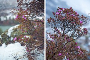 В этом году маральник на Горном Алтае уже зацвел? Какие сроки цветения?