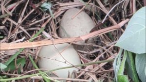 Что делать, если обнаружил гнездо фазана недалеко от дома?