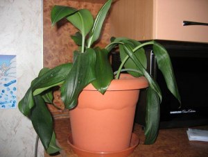 У эухариса поникли листья, что делать?