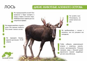 Есть ли у диких животных чувство мести и у каких?