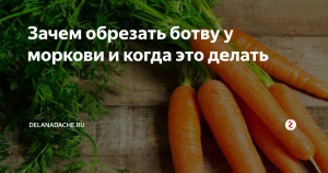 Можно ли обрезать ботву на моркови в теплице?