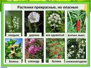 Какие в РФ есть очень ядовитые растения, опасные для человека, назовите?
