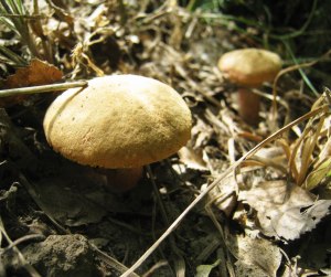 Когда появиться грибы в лесу?