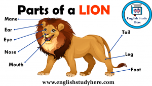 Название какого растения на английском языке звучит как «зубы льва»?