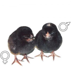 Как различить пол у цыплят породы доминант?