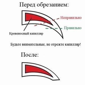 Можно ли обрезать когти курям?