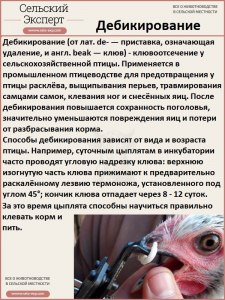 Для чего подрезают цыплятам клювы?